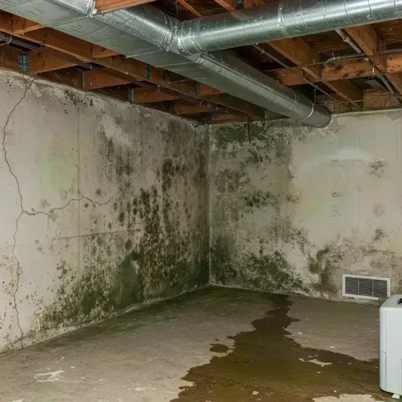 Professional Mold Removal in Durango, CO